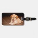Search for maltipoo accessories Puppy