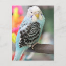 Search for budgie cards Photography