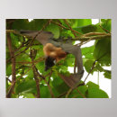 Search for fruit bat art Bats