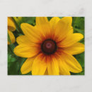 Search for black eyed susans postcards Summer