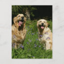 Search for retreiver postcards Flat coated golden