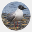 Search for gull stickers Bird