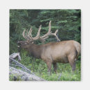 Search for habitat magnets Wild