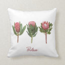 Search for protea cushions Flower
