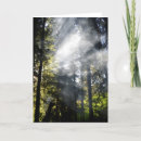 Search for campfire cards Pine trees