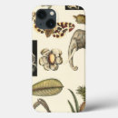 Search for insect cases Cream