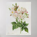Search for pierre joseph redoute posters Botany