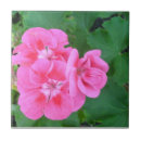 Search for geranium tiles Pink