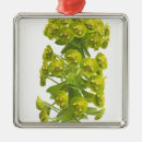 Search for cutout christmas tree decorations Plants