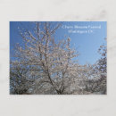 Search for cherry blossom postcards Sakura