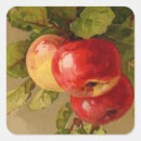 Search for apple fruit stickers Vintage