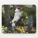 Search for jacks mousepads Photography