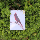 Search for cardinal bird postcards Northern