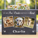 Search for third pet supplies In loving memory