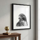 Search for hawk paintings posters Red tailed hawk