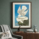 Search for gyrfalcon posters Audubon
