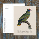 Search for amazonas postcards Parrot