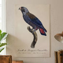 Search for dusky posters Parrot