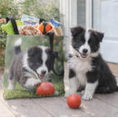 Search for border collie bags Black and white