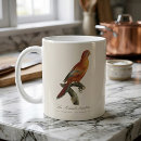 Search for lori mugs Parrot