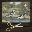 Search for lark Ornithology