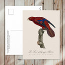 Search for lory postcards Parrot