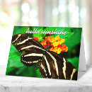 Search for butterfly on black cards Close up