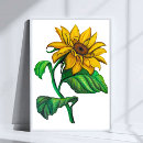 Search for sunflower drawing art Yellow