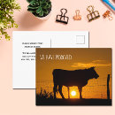 Search for funny cow puns postcards New home