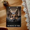 Search for german shepherd postcards Canine
