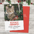 Search for feline christmas cards Cat