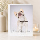 Search for horses photo cards Unique