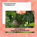 Search for mockingbird postcards Mimus polyglottos