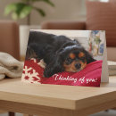 Search for cavalier cards Pet