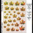 Search for autumn leaves tissue paper Thanksgiving