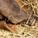 Search for pig bath mats Cute