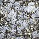 Search for clematis postcards Photograph