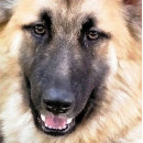 Search for shepherd business cards Gsd