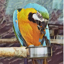 Search for parrot golf equipment Cute