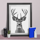 Search for mule deer Woodland