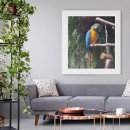 Search for gold macaw Blue
