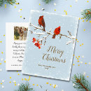 Search for photo of a cardinal Birds