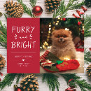 Search for furry and bright christmas cards Pet