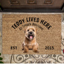 Search for wheaten terrier Pets