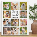 Search for dog plaques In loving memory