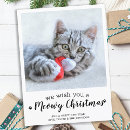 Search for pet christmas postcards Cat