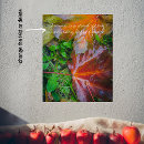 Search for red maple leaf posters Nature photography