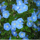 Search for morning glory flowers mugs Nature