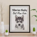 Search for siberian husky posters Pets