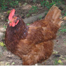 Search for farm animal tiles Chickens